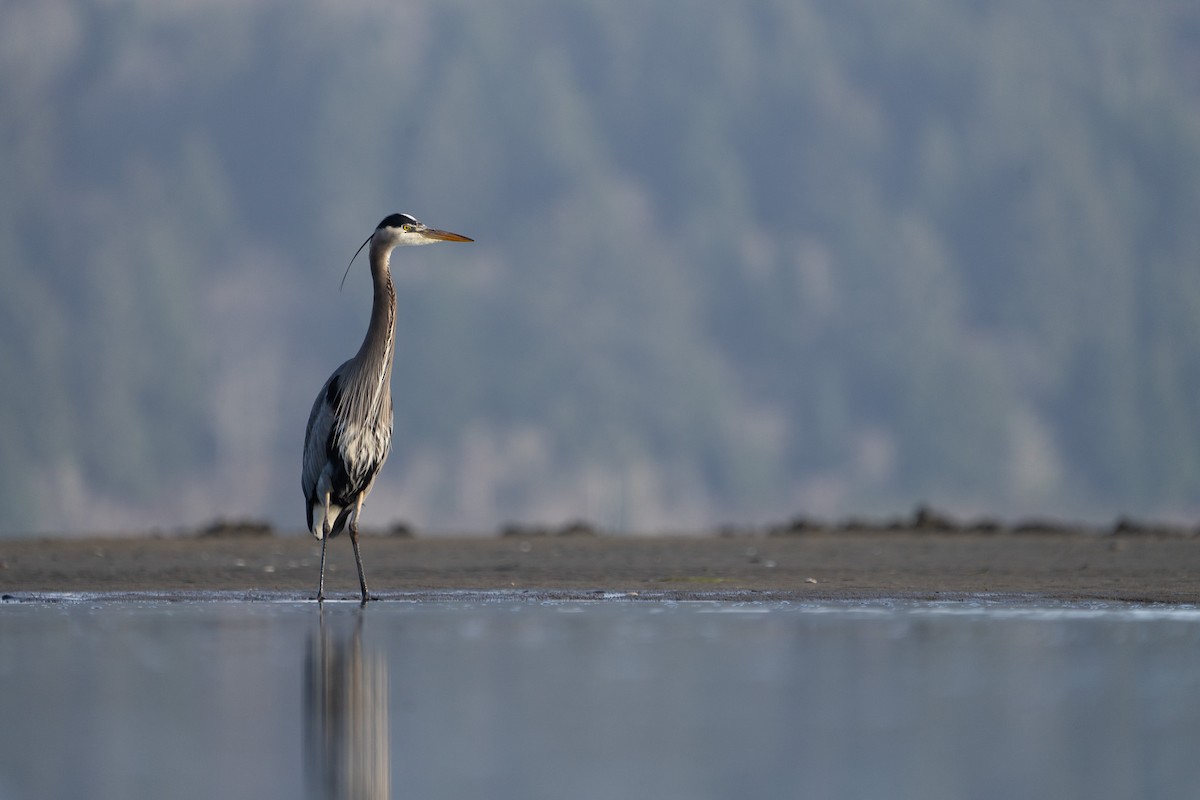 Great Blue Heron - ML611209543