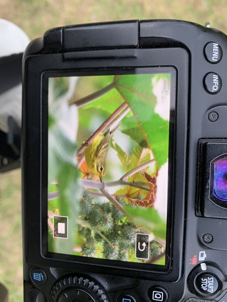 Prairie Warbler - ML611209567