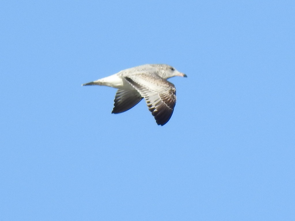 Ring-billed Gull - Justin Harris