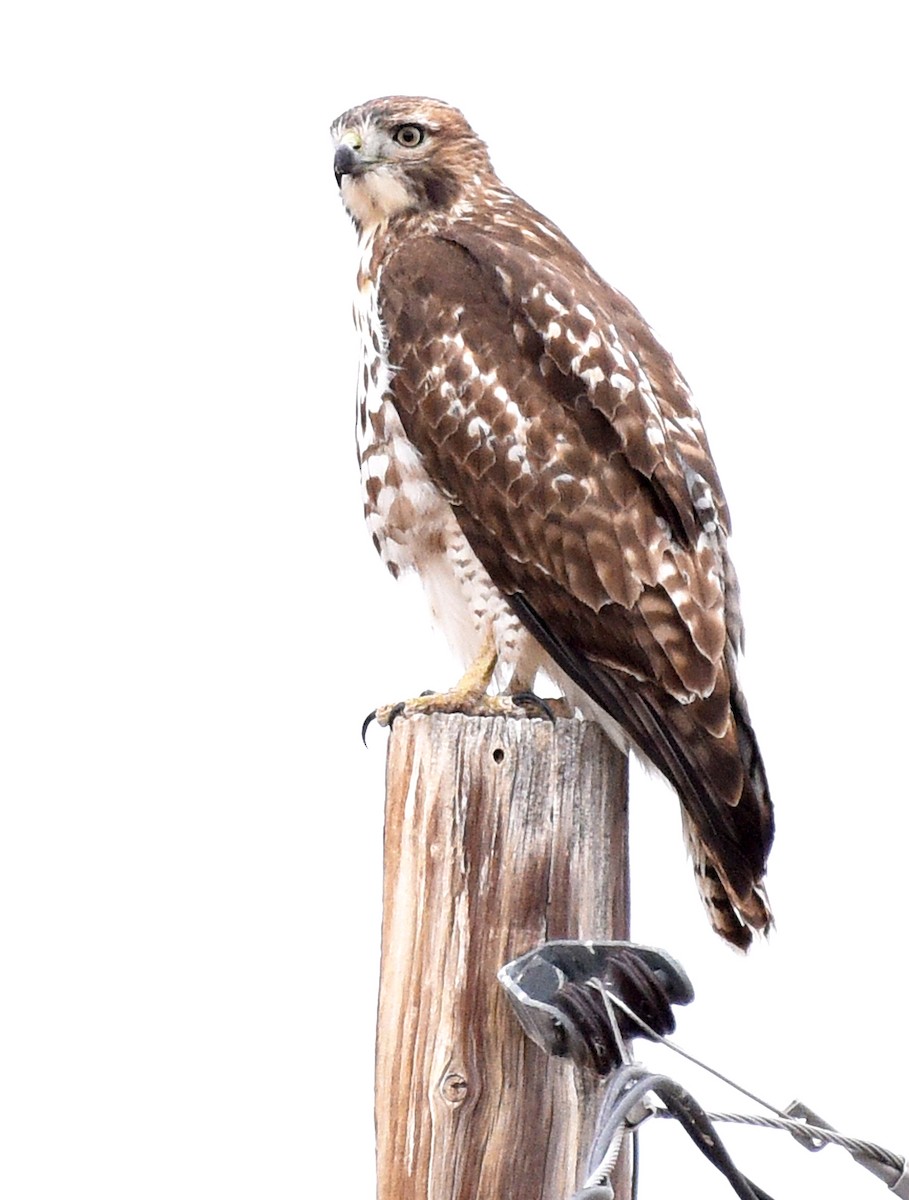 Red-tailed Hawk - ML611209713