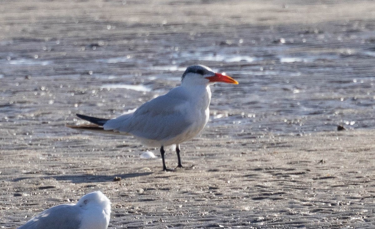 Caspian Tern - ML611209721