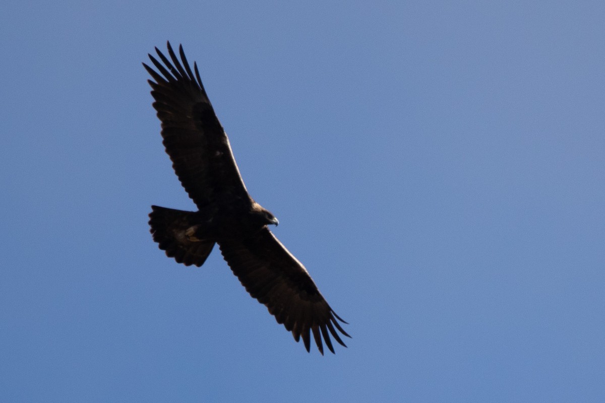 Golden Eagle - Elliott Bury