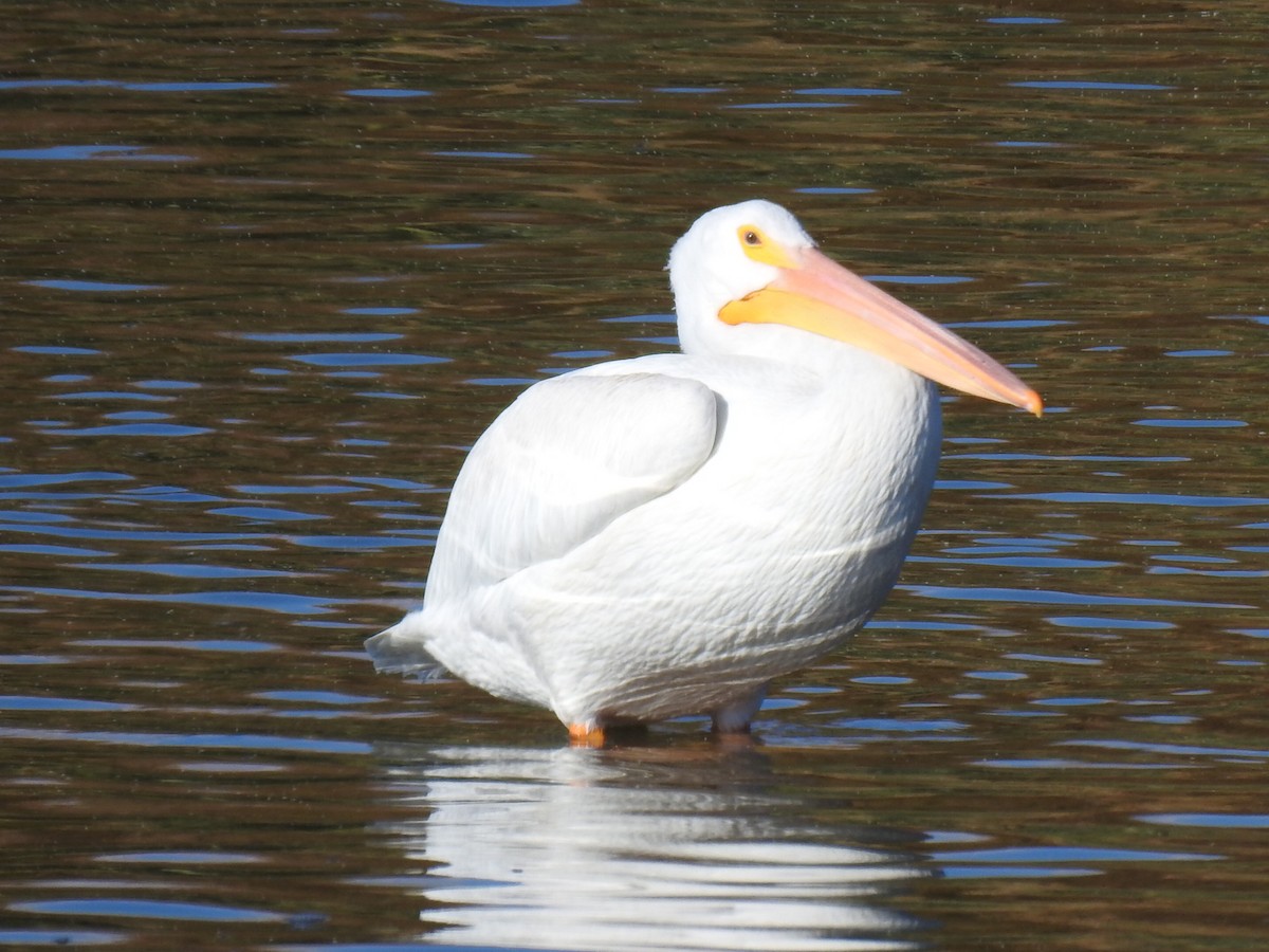 American White Pelican - ML611209742