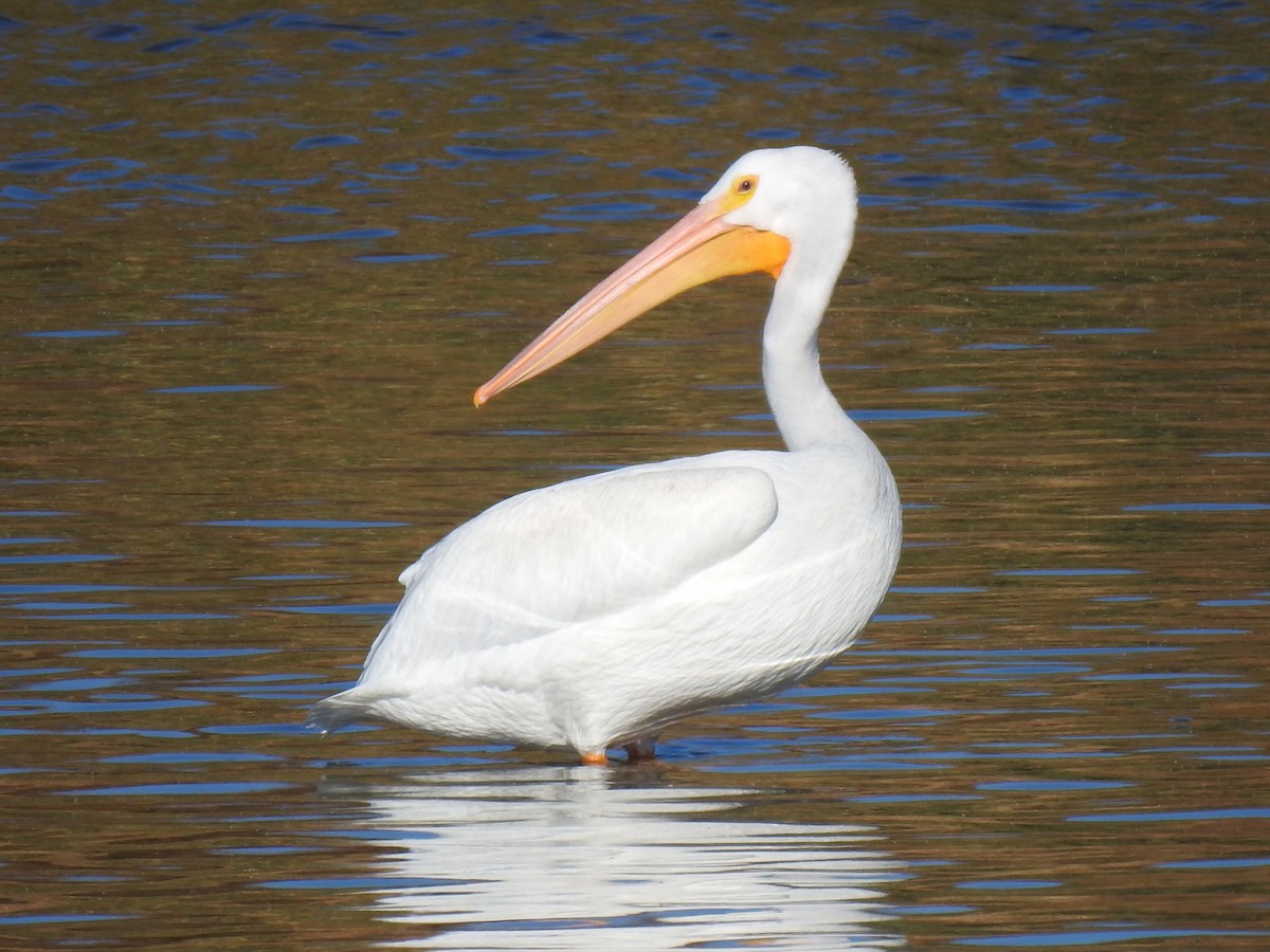 American White Pelican - ML611209743