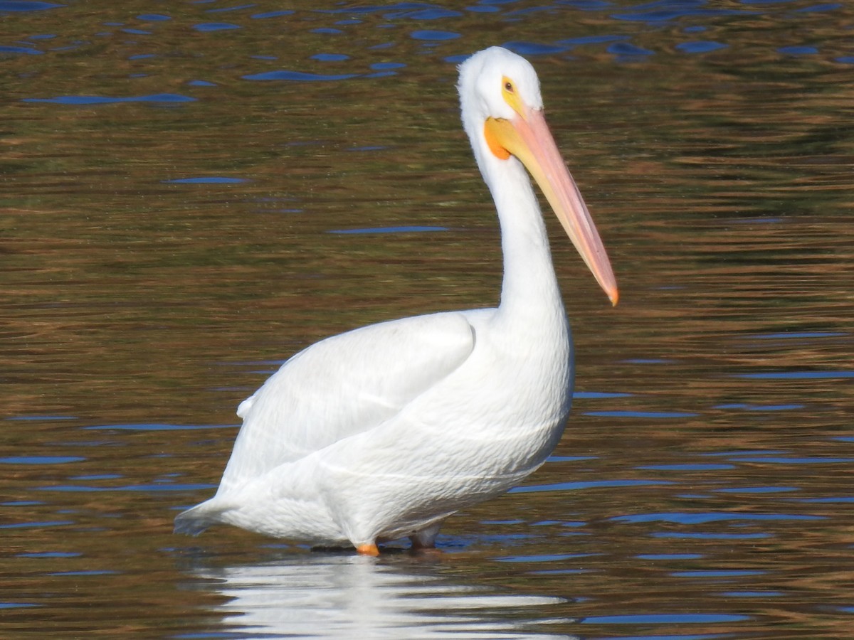 American White Pelican - ML611209744