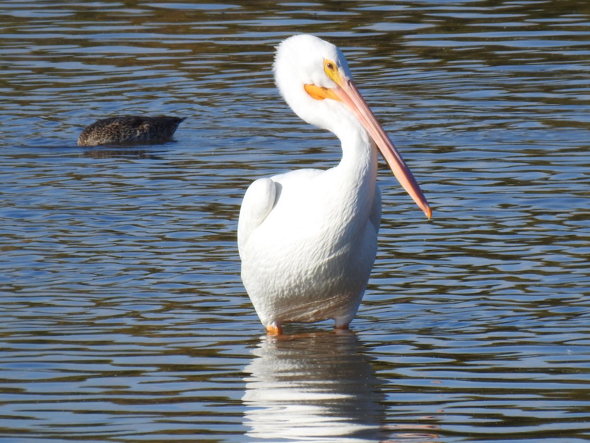 American White Pelican - ML611209747