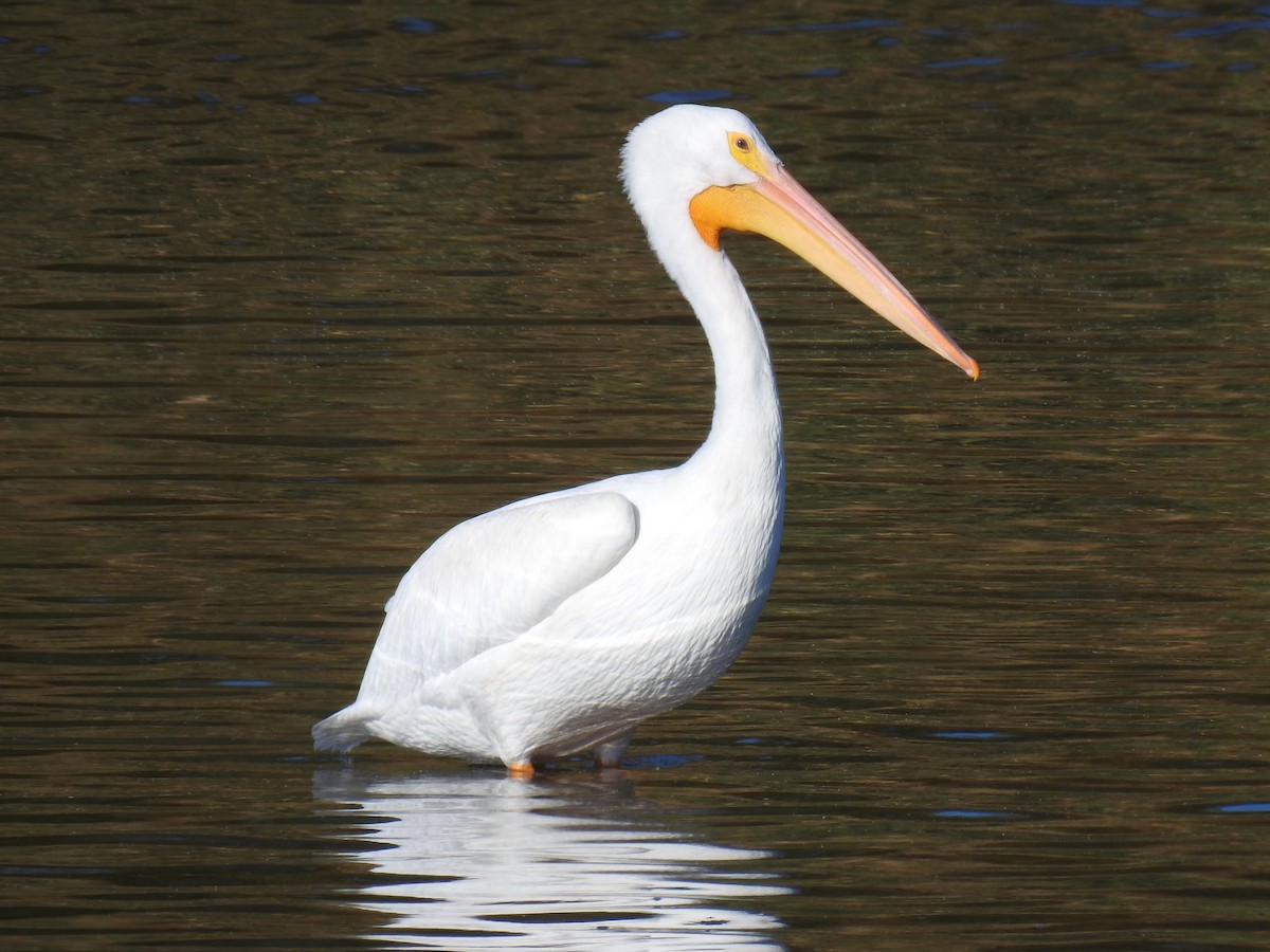 American White Pelican - ML611209748