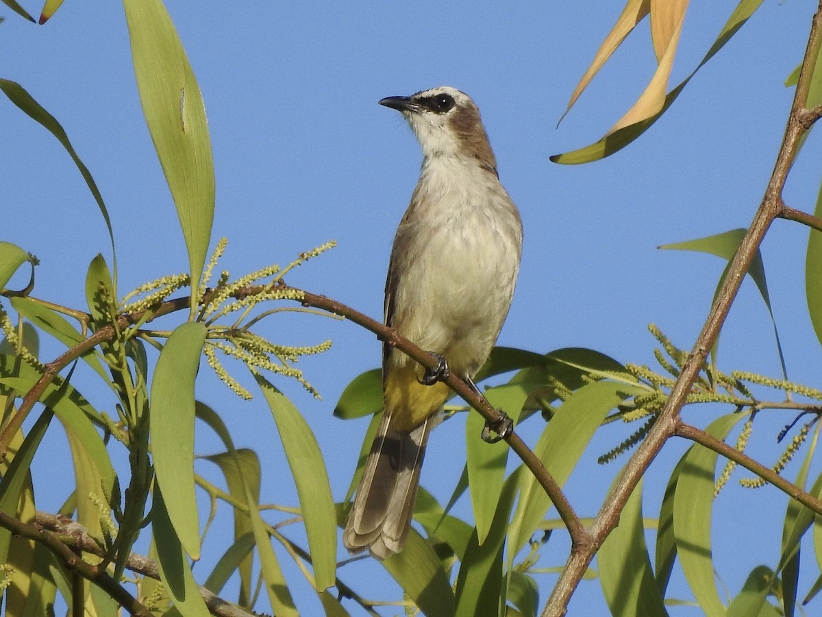Yellow-vented Bulbul - ML611209760