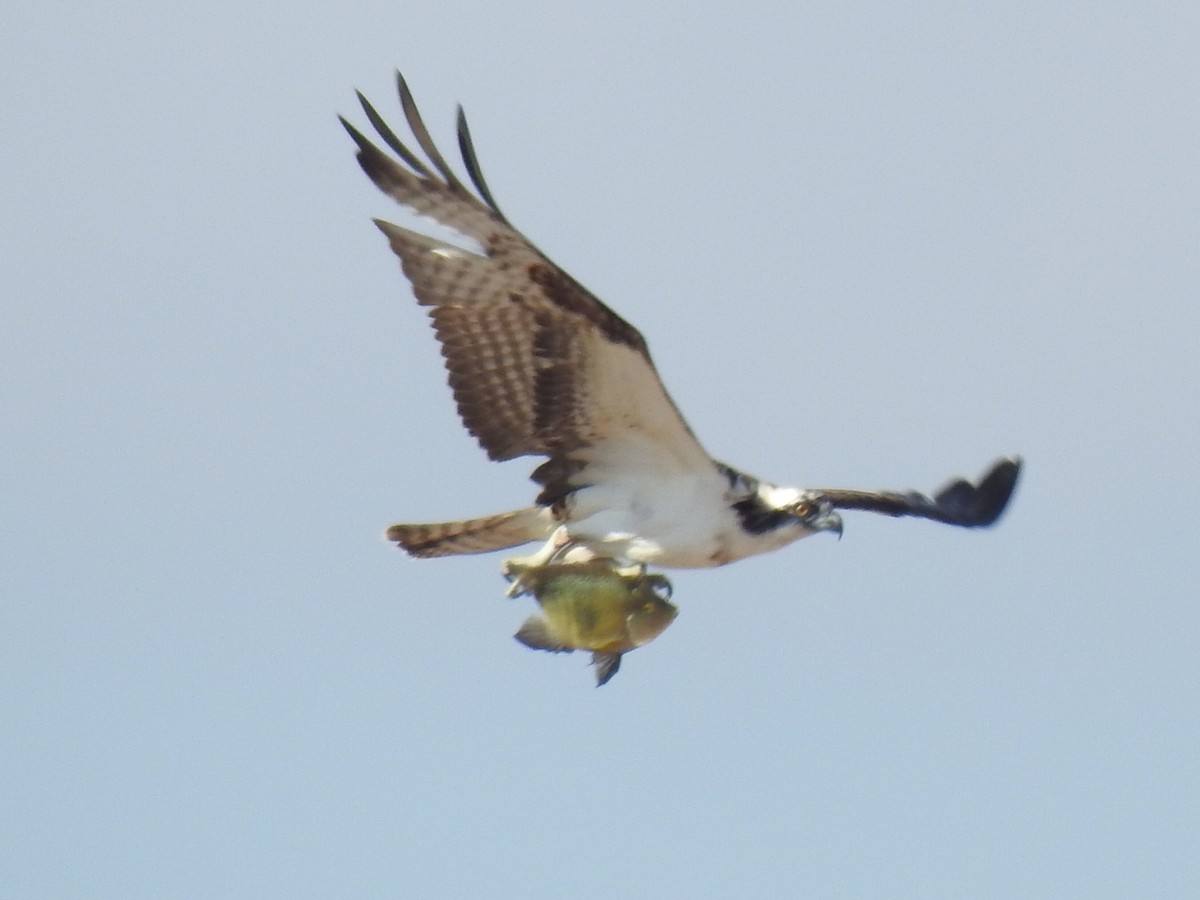 Balbuzard pêcheur - ML611209800