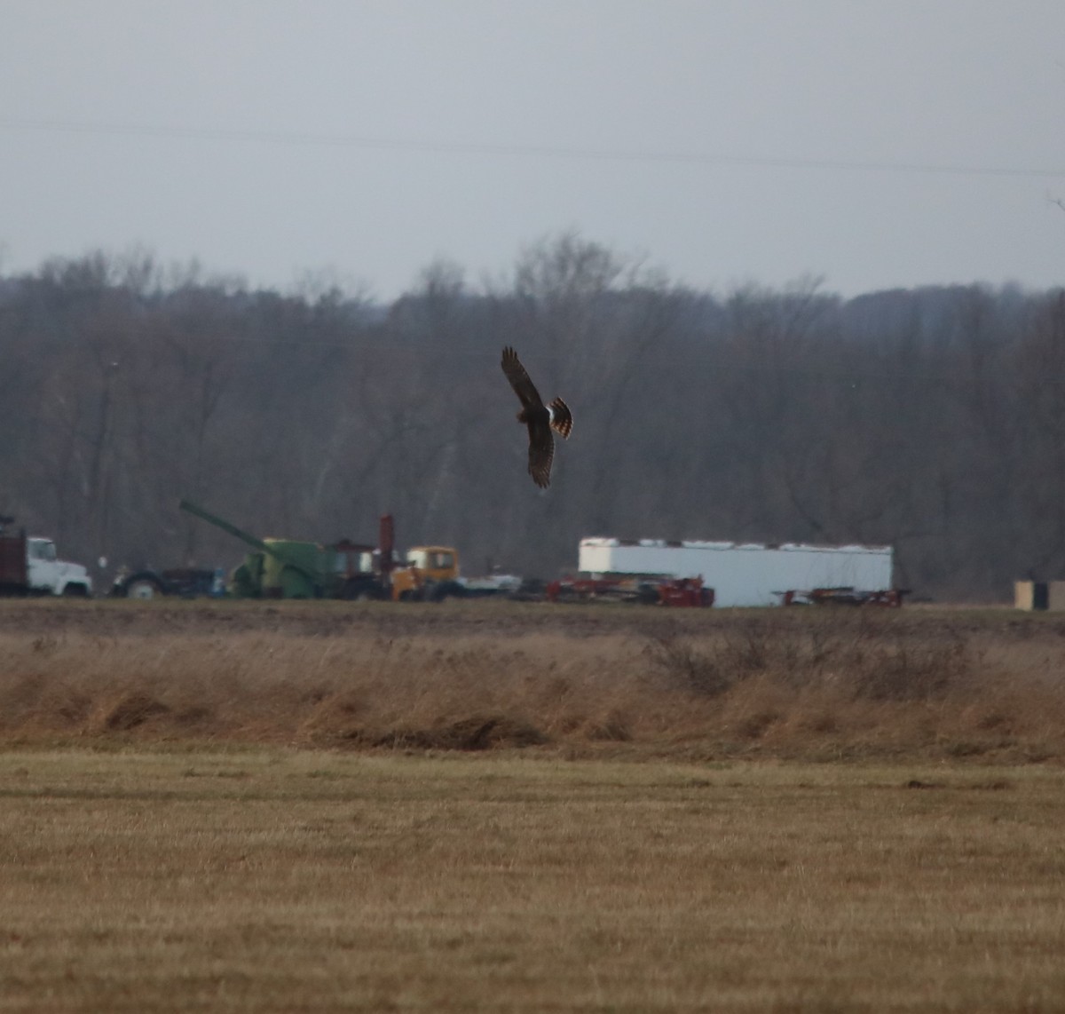 Northern Harrier - ML611209832