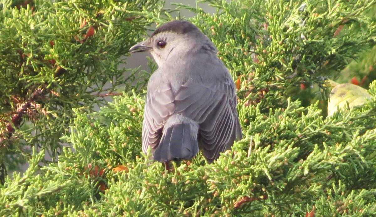 Gray Catbird - ML611209842