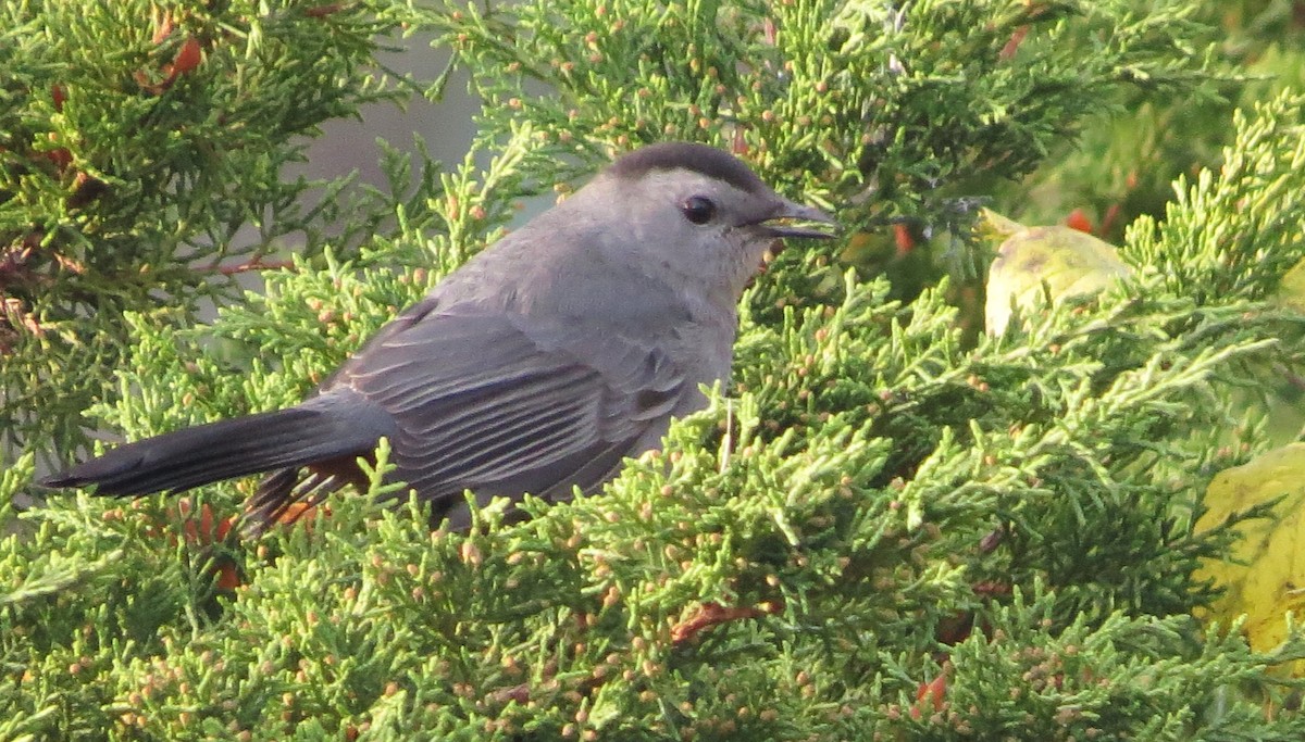 Gray Catbird - ML611209843