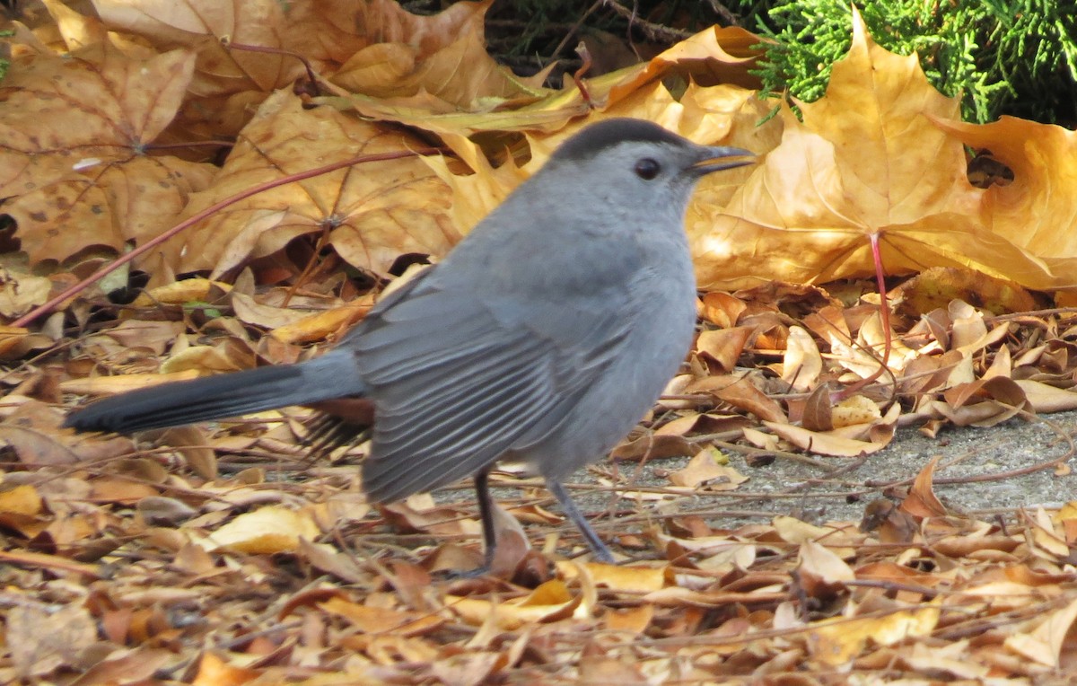 Gray Catbird - ML611209844