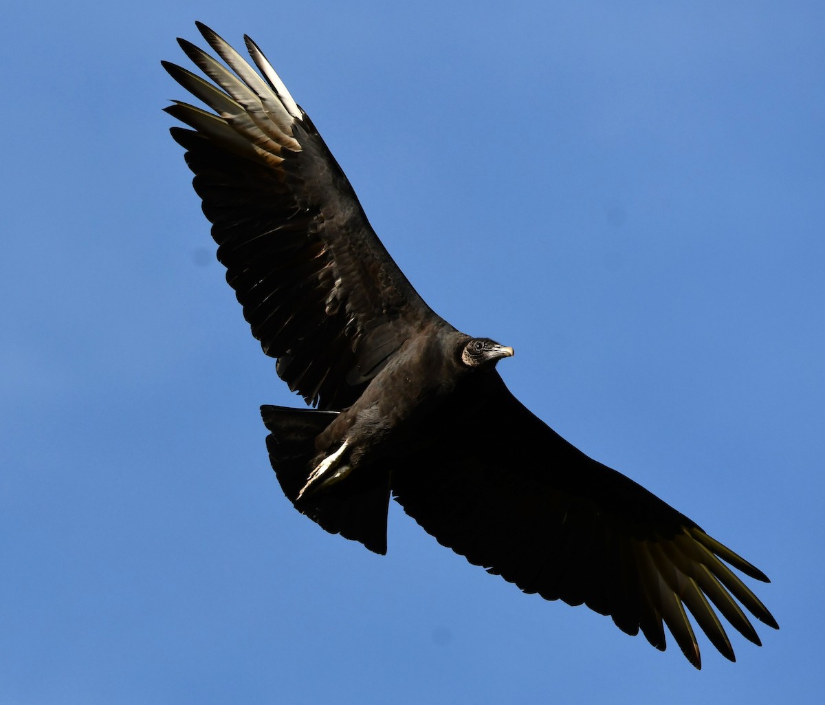 Black Vulture - ML611209911