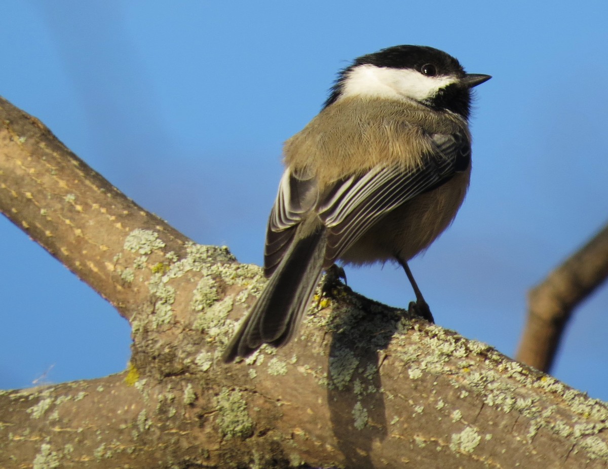 Black-capped Chickadee - ML611209957