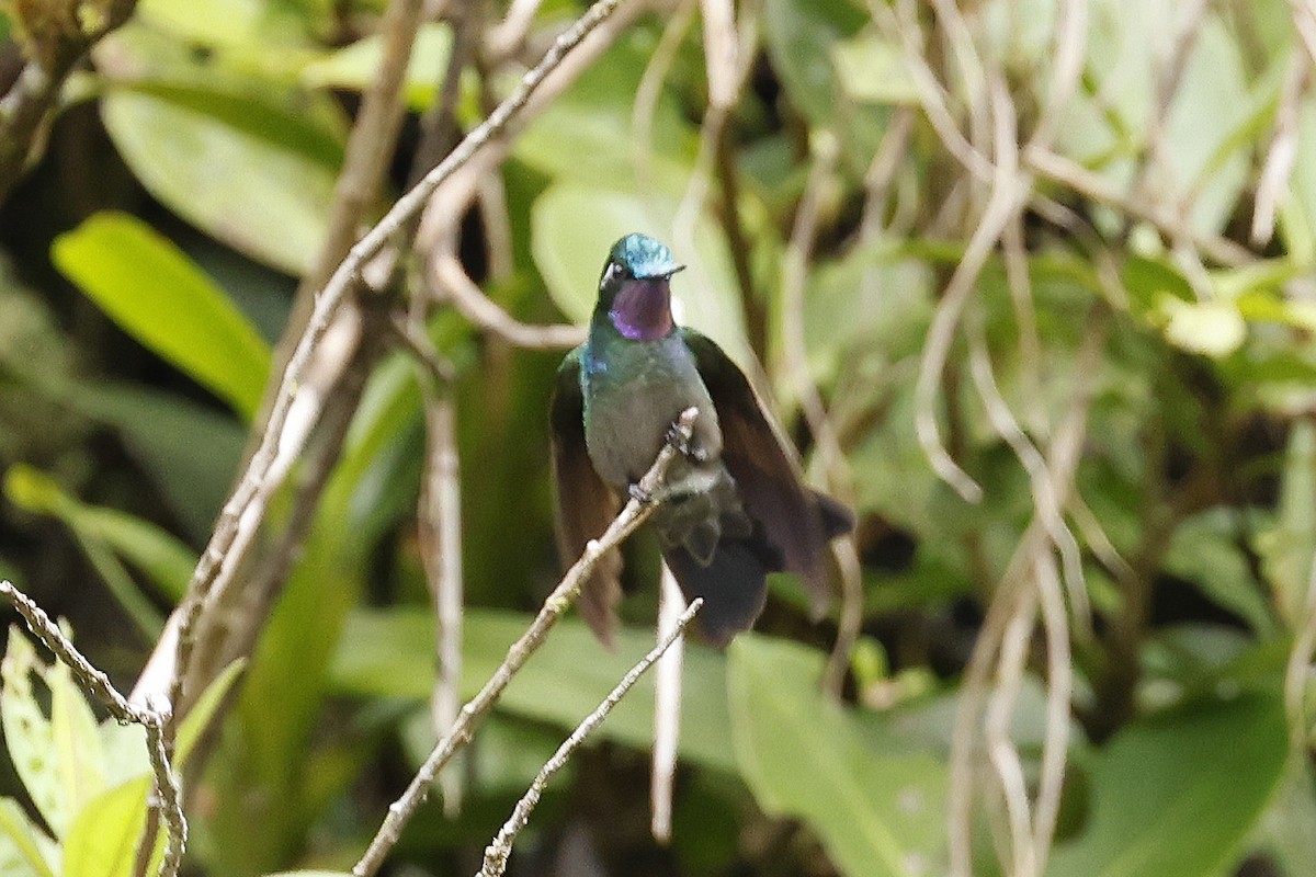 Purple-throated Mountain-gem - Charlie Keller