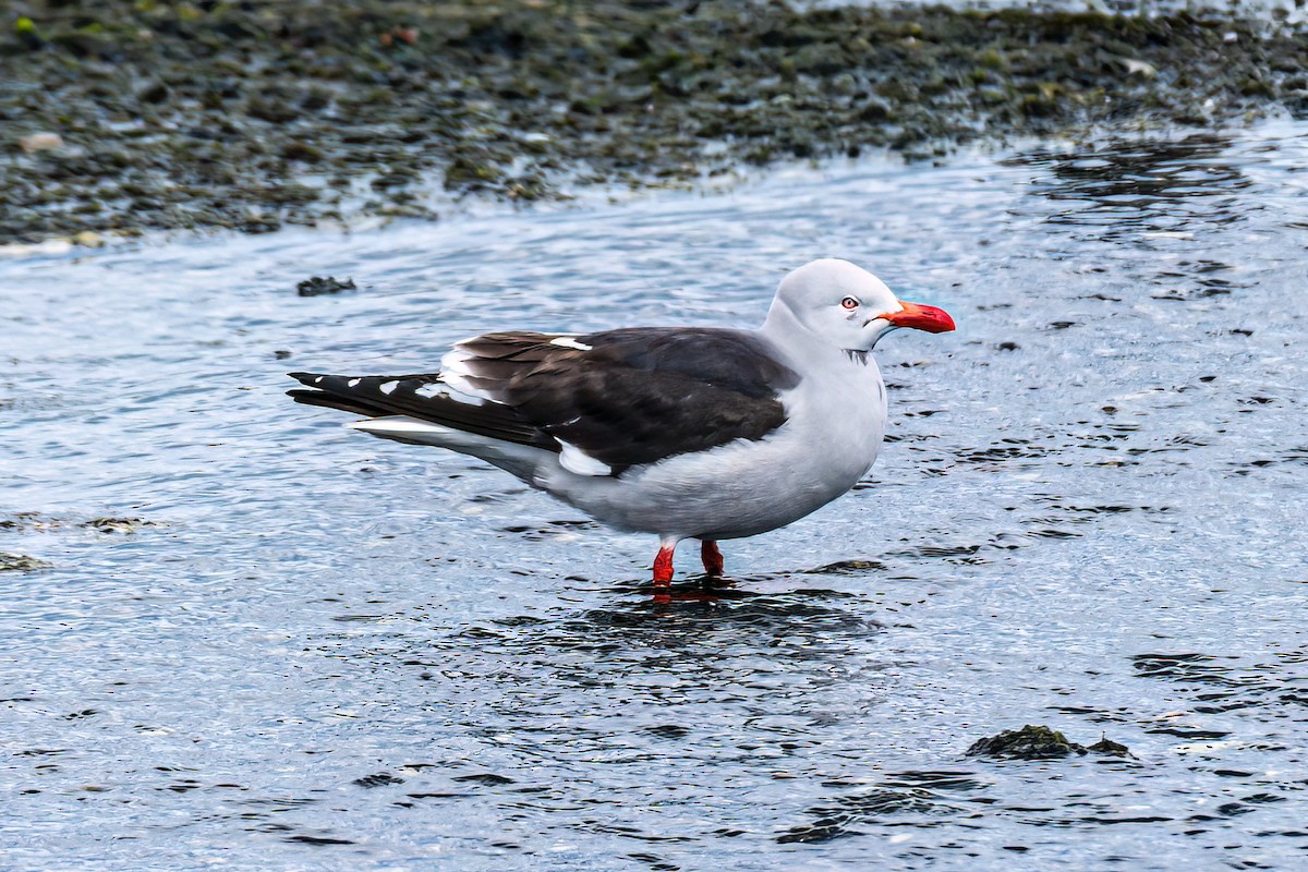 Dolphin Gull - ML611210023