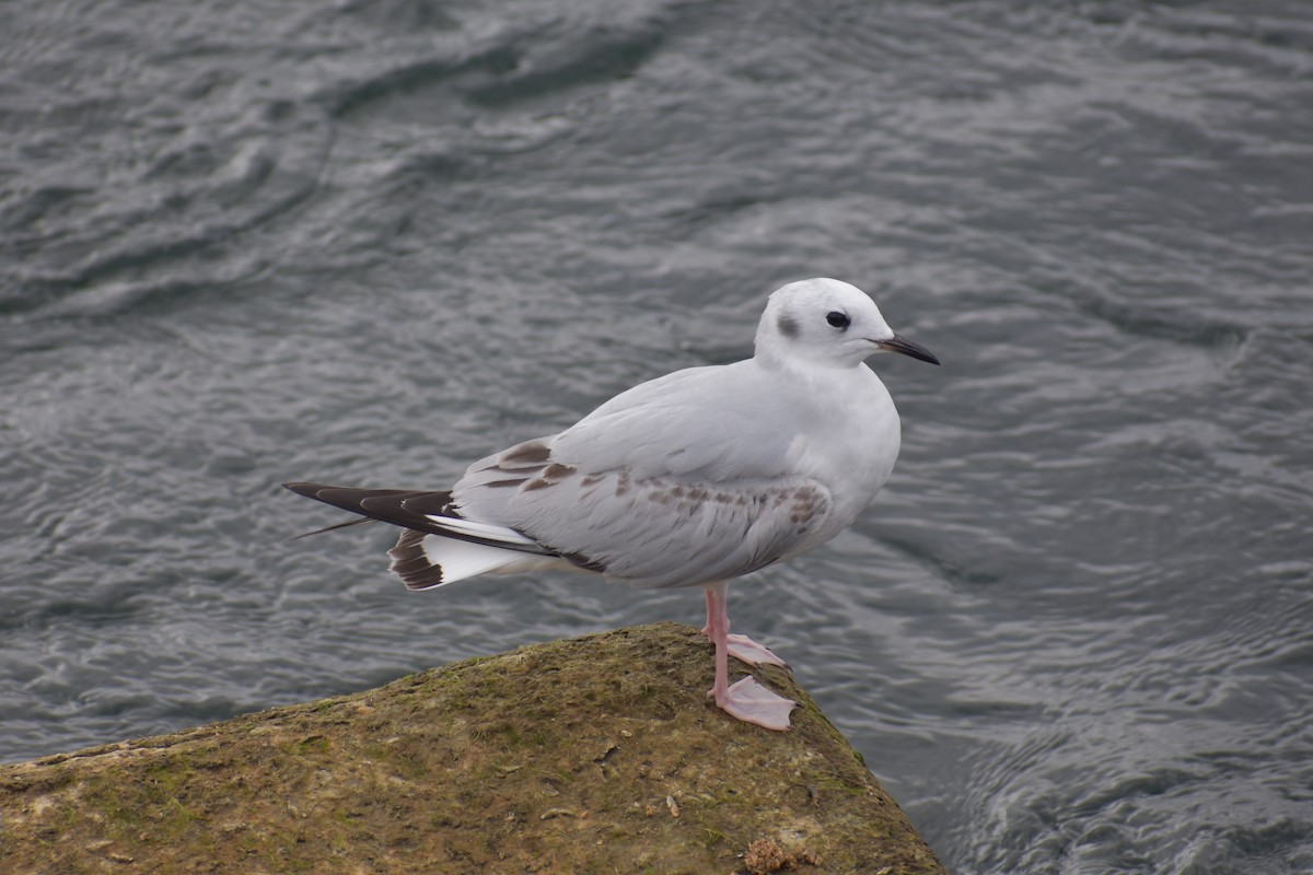 Bonaparte's Gull - ML611210025