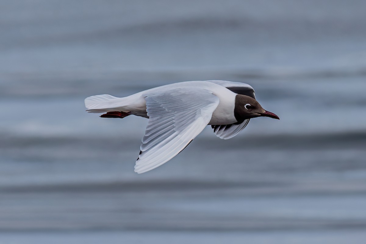 Brown-hooded Gull - ML611210031