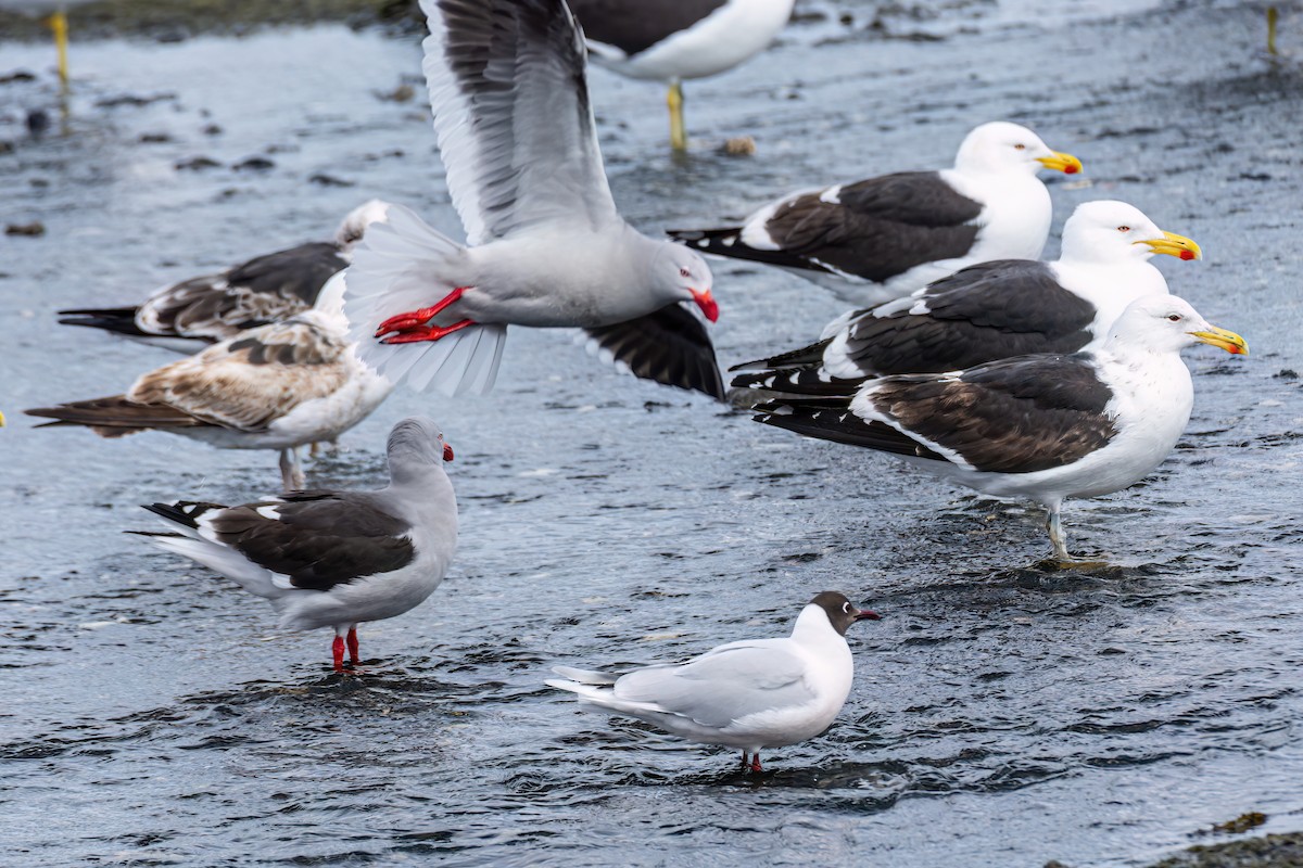 Brown-hooded Gull - ML611210043