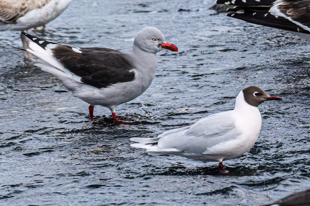 Dolphin Gull - ML611210045