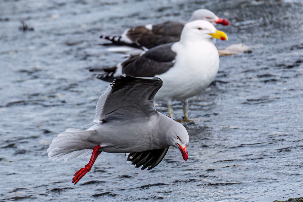 Dolphin Gull - Kurt Gaskill