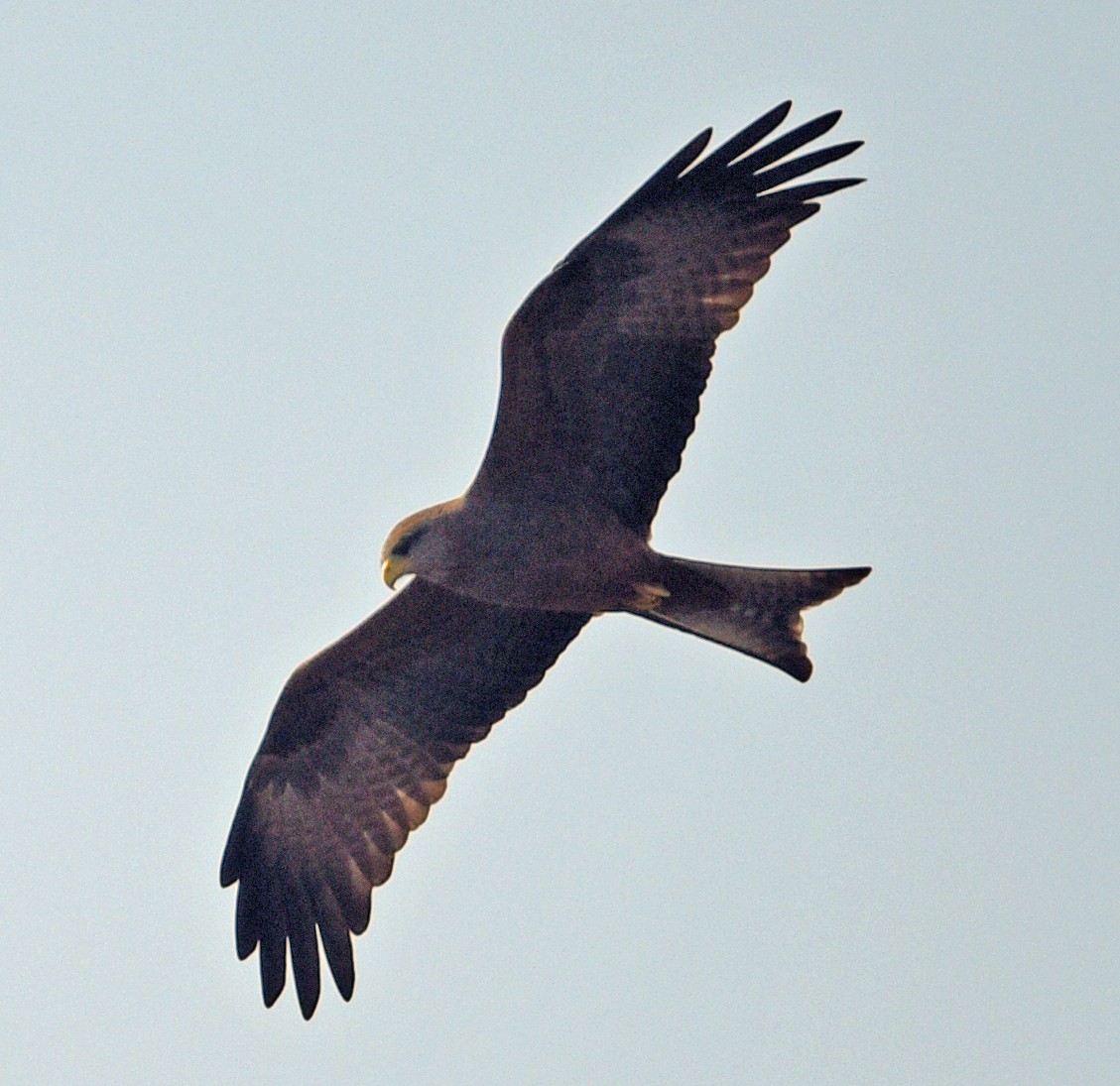 Black Kite (Yellow-billed) - ML611210060