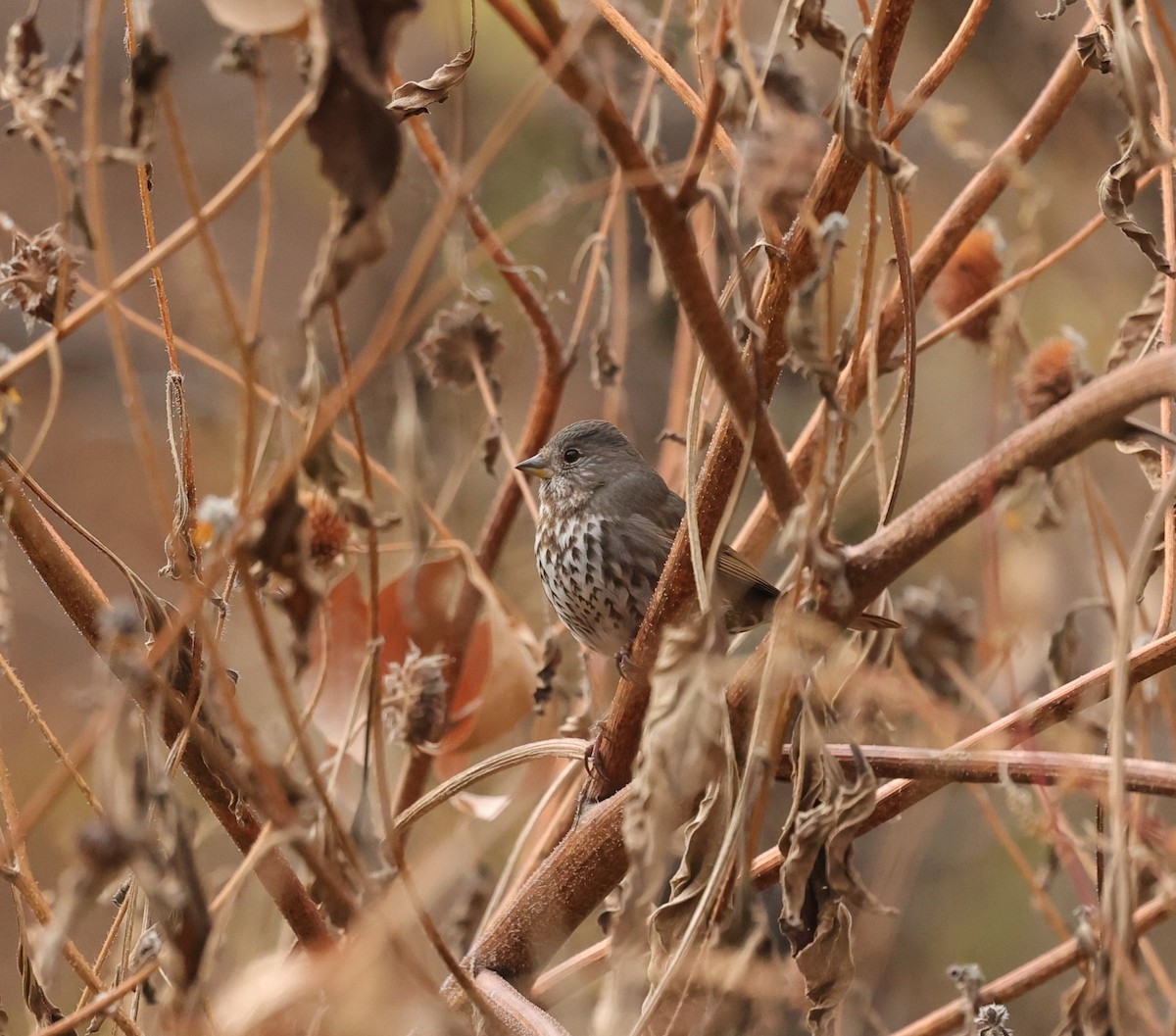 Fox Sparrow - ML611210089