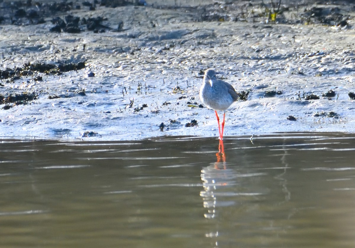 Common Redshank - Mu Sano