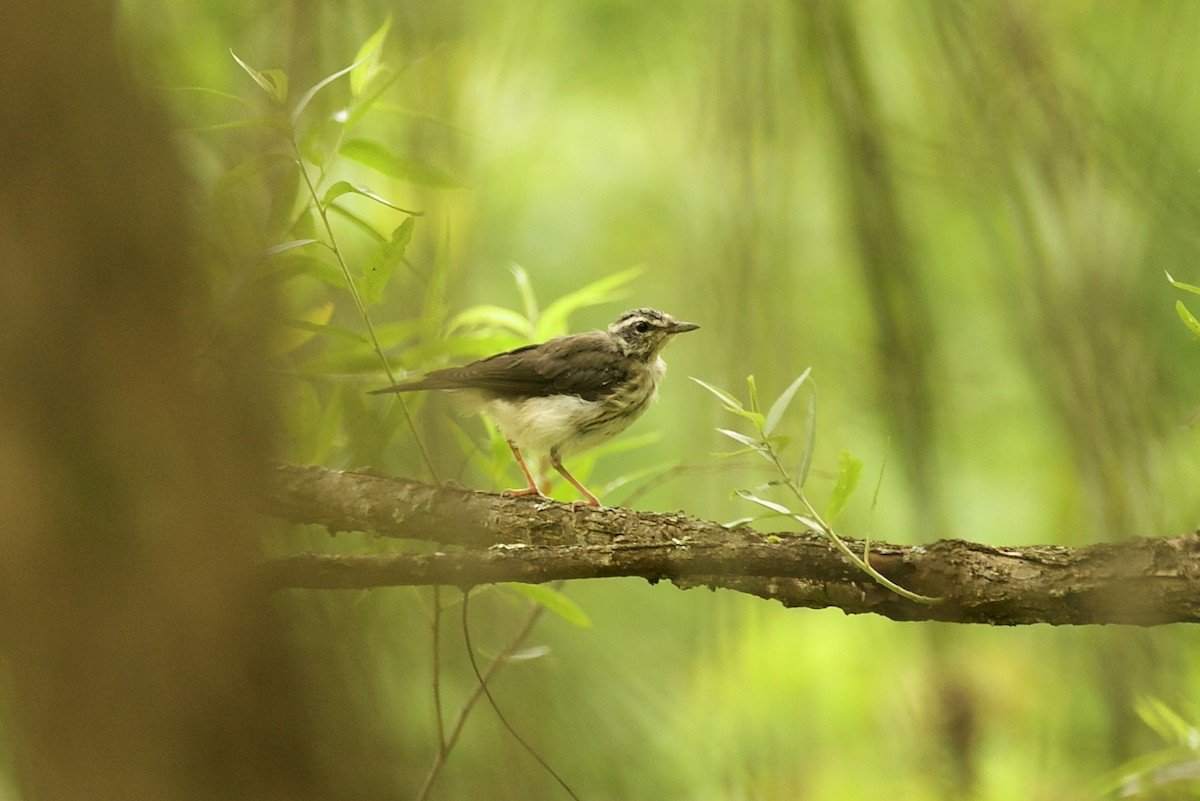 Louisiana Waterthrush - ML611210270