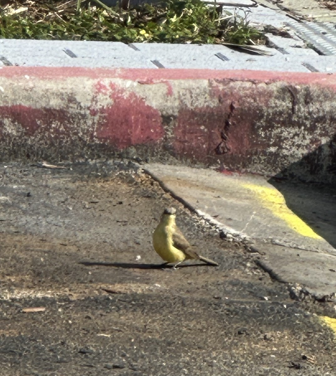 Cattle Tyrant - ML611210271