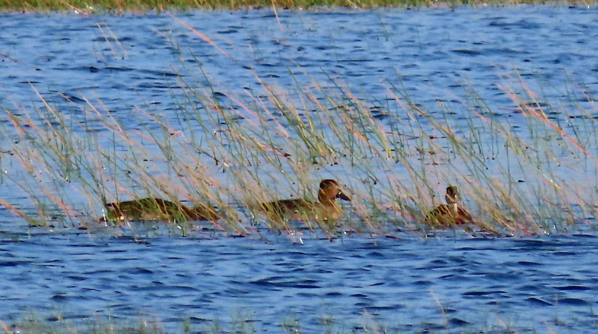 Green-winged Teal - ML611210276