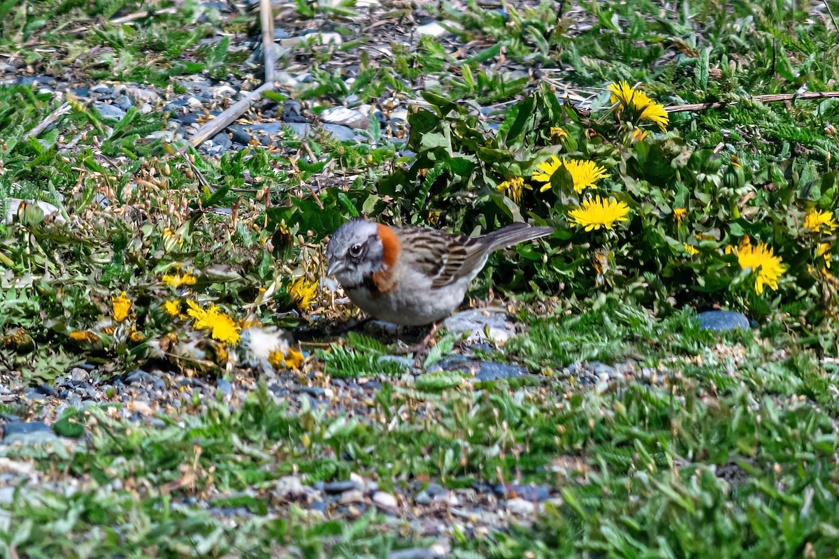 Rufous-collared Sparrow - Kurt Gaskill