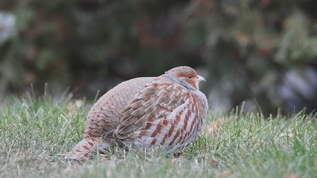 Gray Partridge - ML611210543