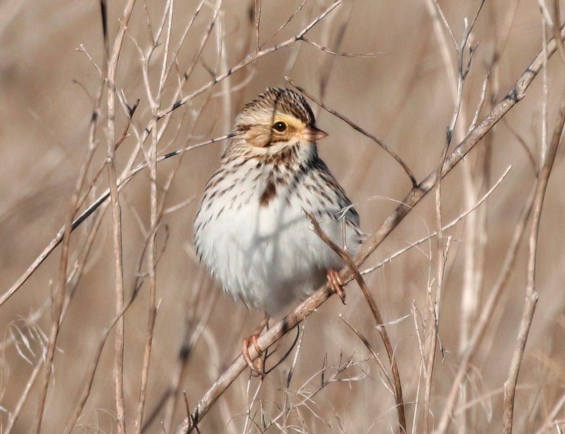 Savannah Sparrow - ML611210717