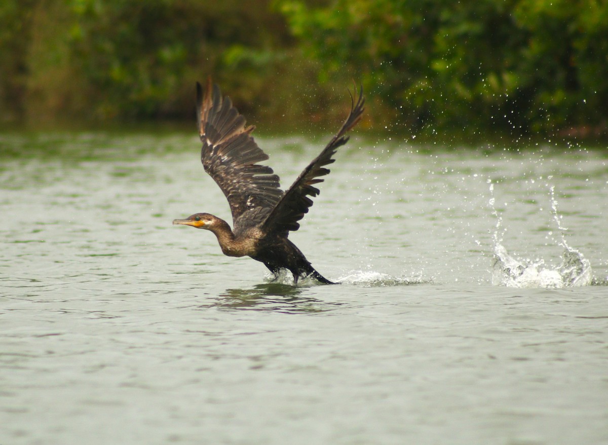 Neotropic Cormorant - ML611210770