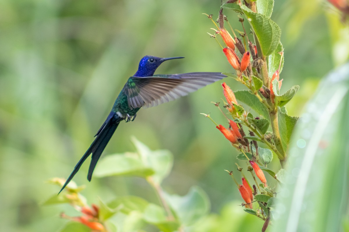 Swallow-tailed Hummingbird - Francisco Valdevino Bezerra Neto