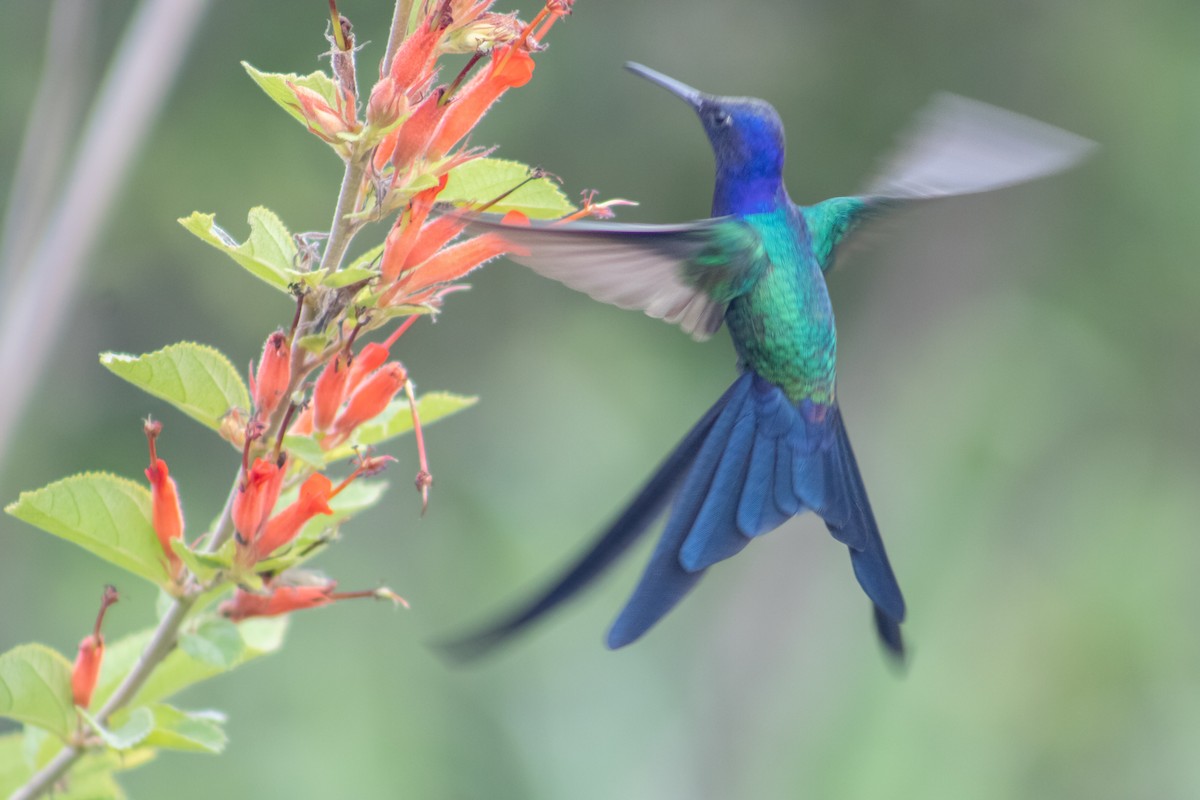 Swallow-tailed Hummingbird - ML611210778