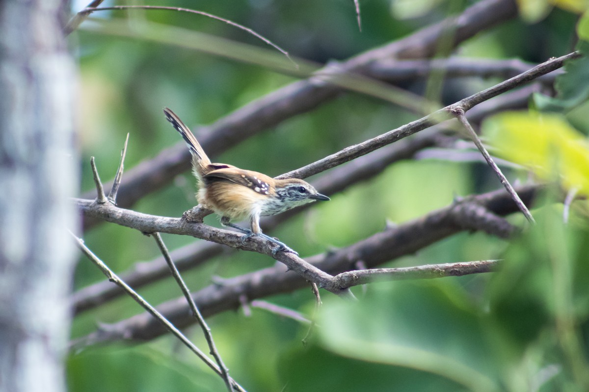 Rusty-backed Antwren - Francisco Valdevino Bezerra Neto