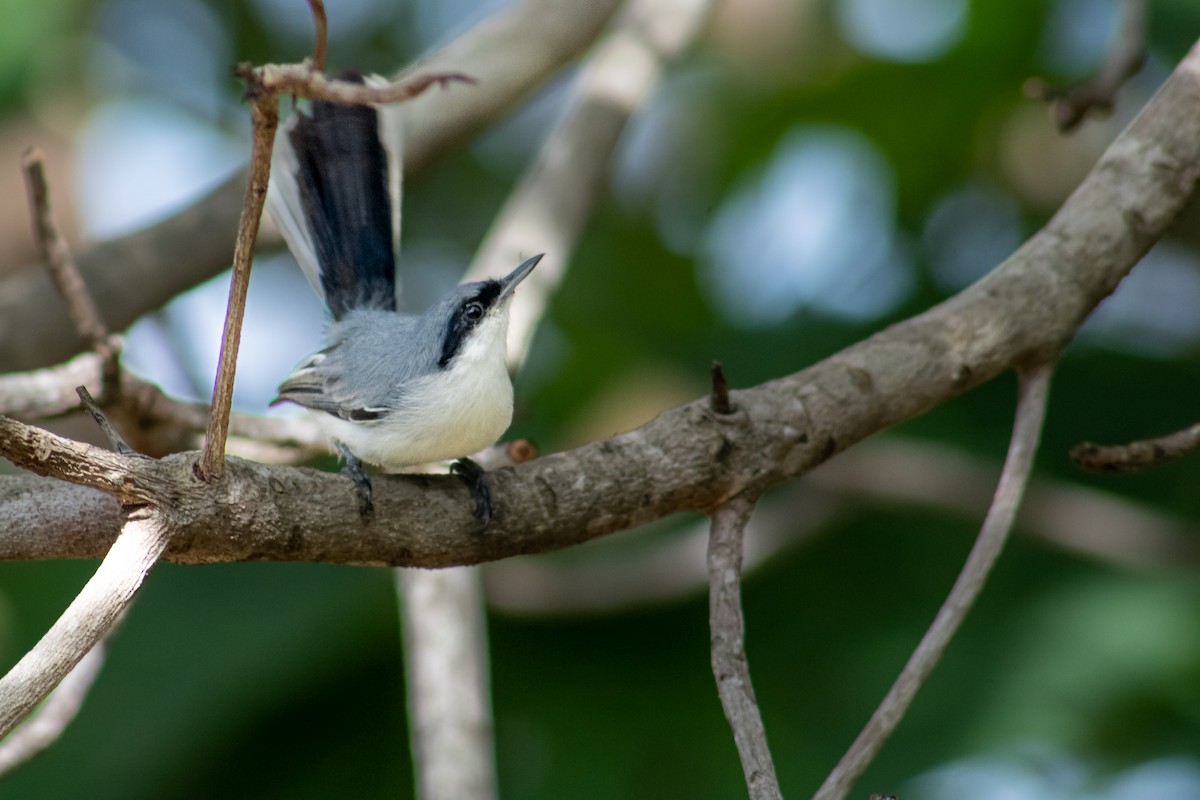 Masked Gnatcatcher - ML611210806