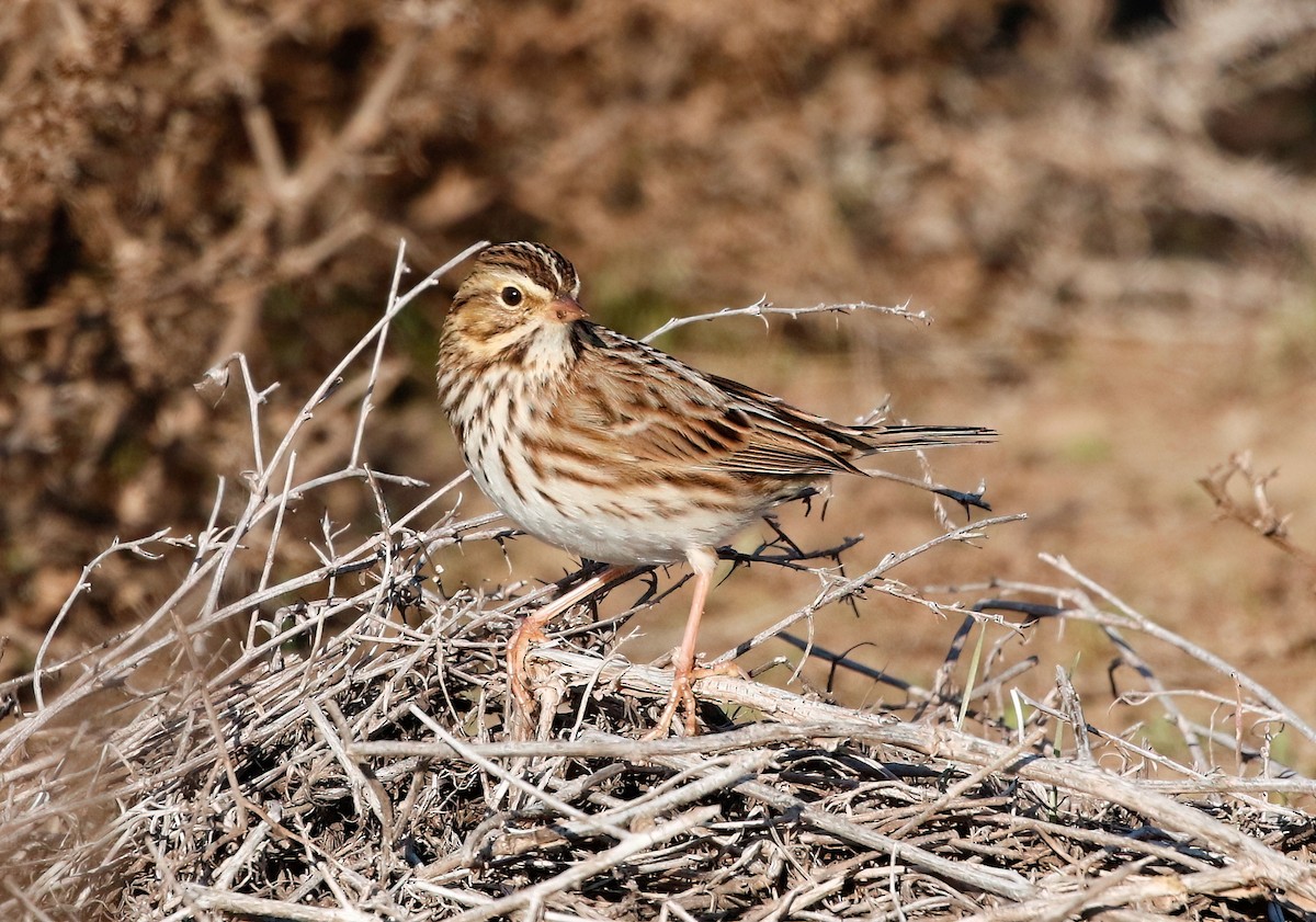 Savannah Sparrow - Mark  Ludwick