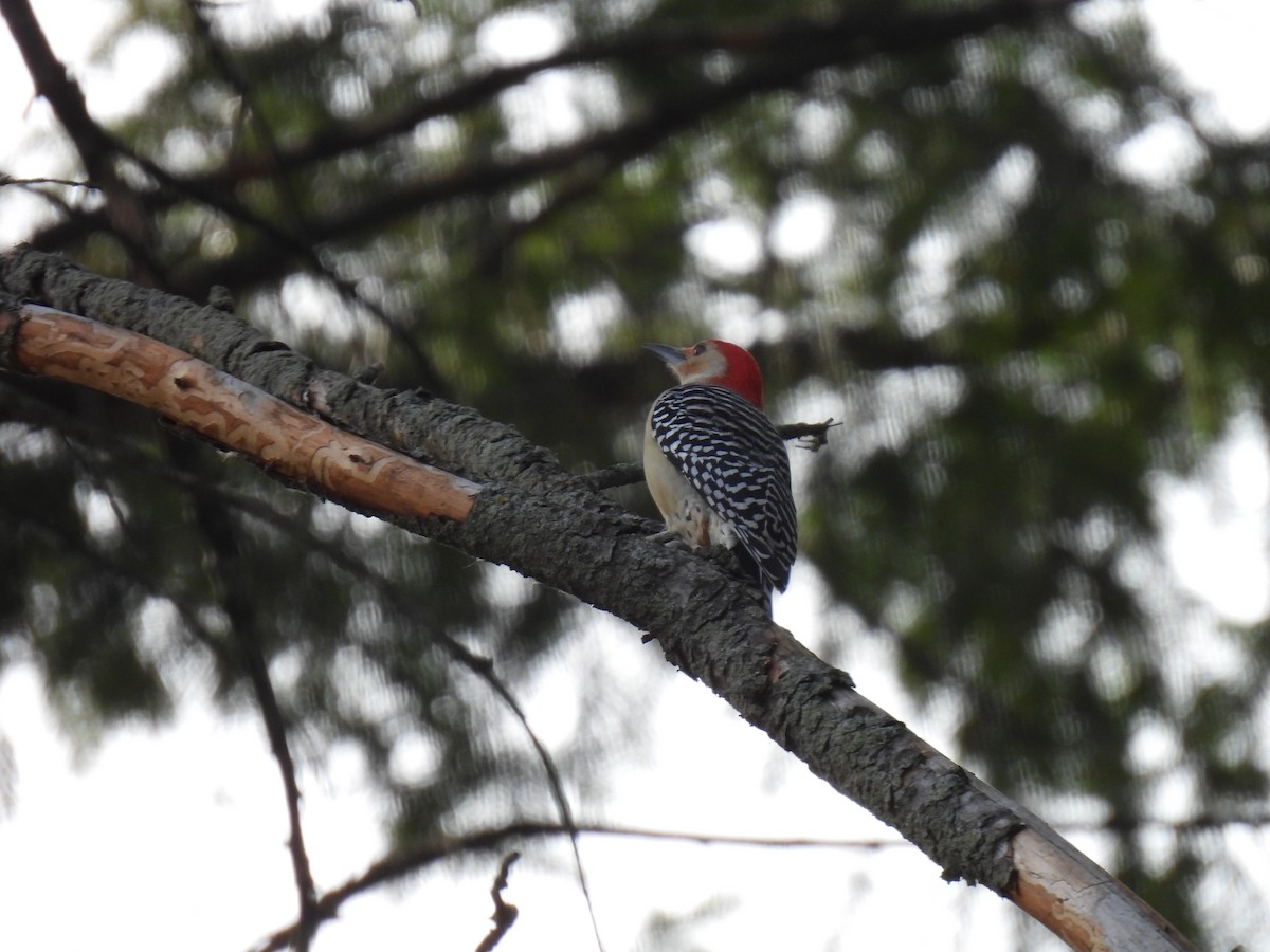 Red-bellied Woodpecker - ML611210874