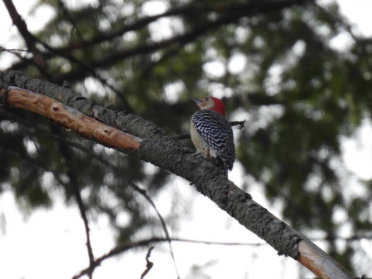 Red-bellied Woodpecker - ML611210875