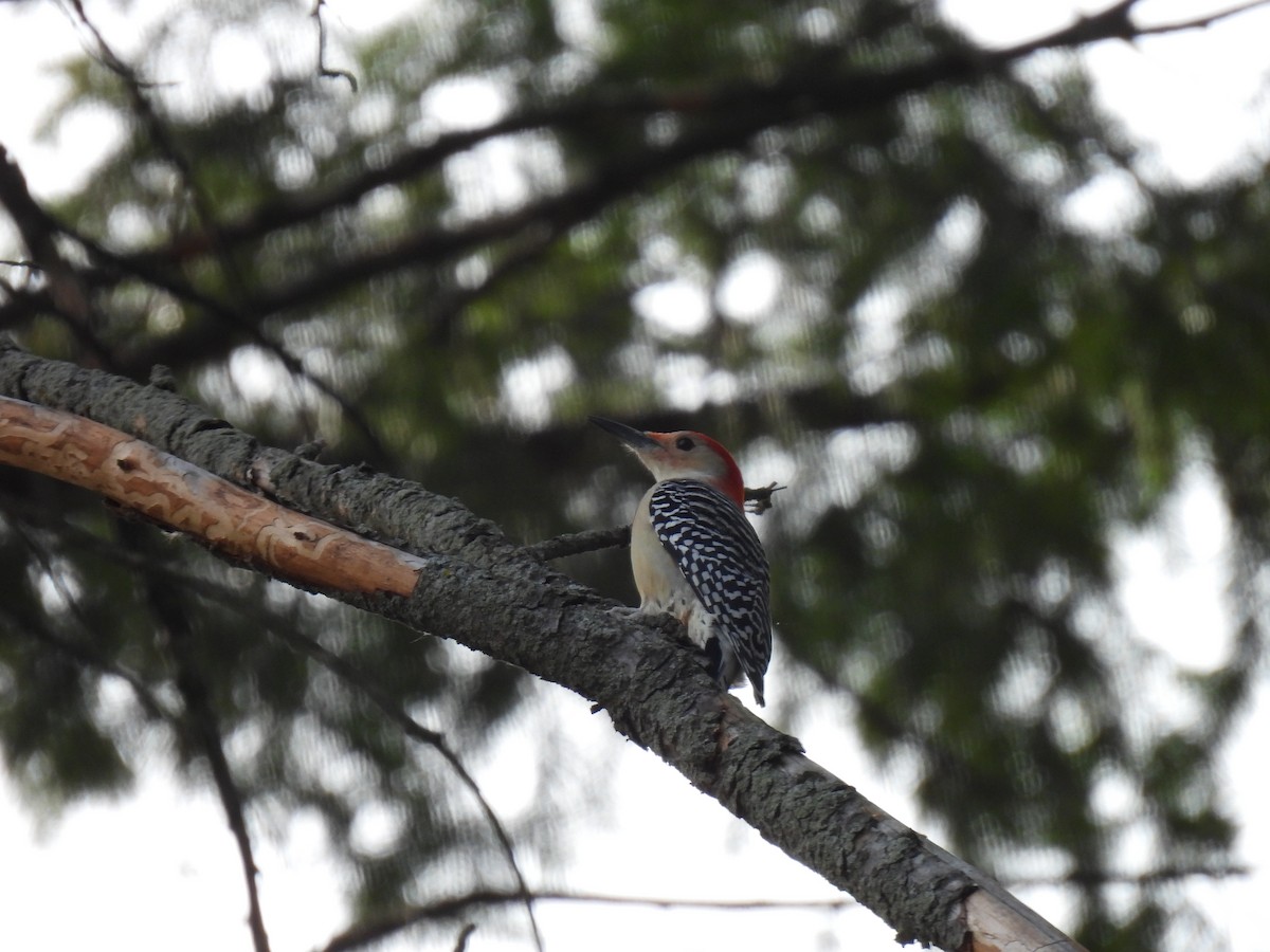 Red-bellied Woodpecker - ML611210876