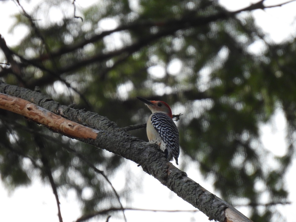 Red-bellied Woodpecker - ML611210877