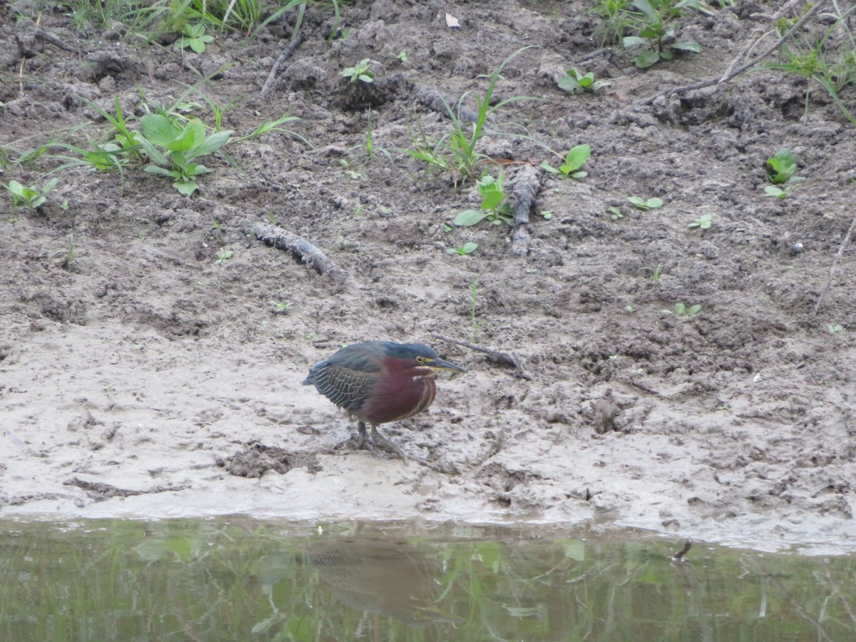 Green Heron - ML611210959