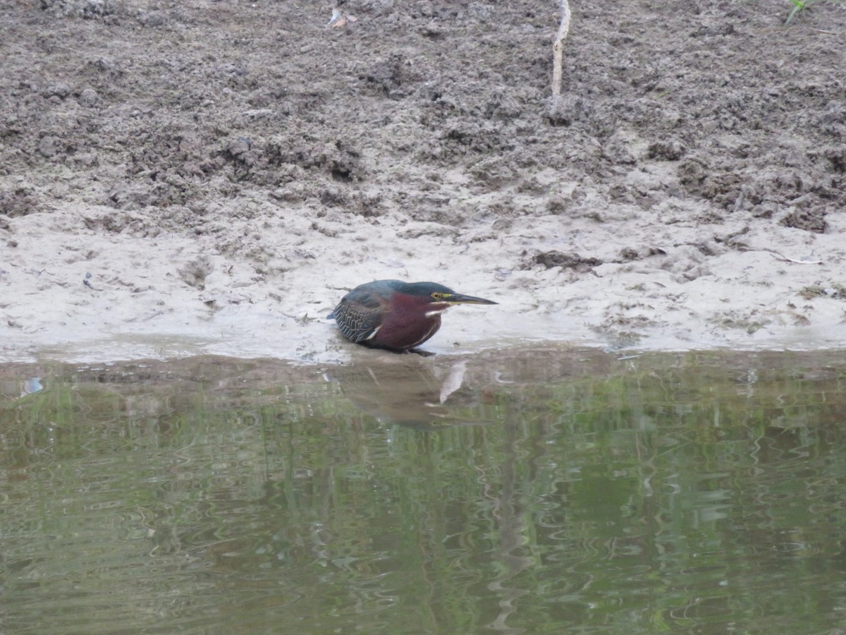 grønnrygghegre - ML611210960