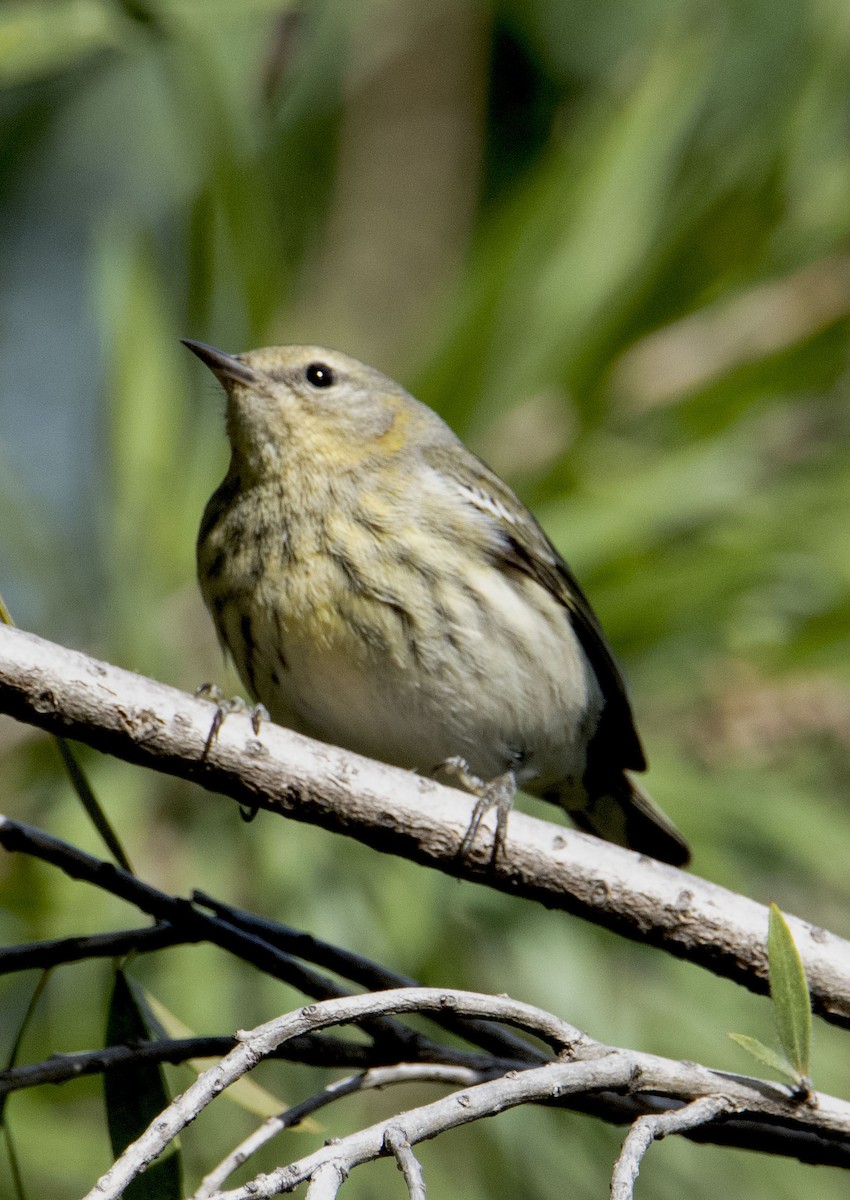 Cape May Warbler - ML611211002