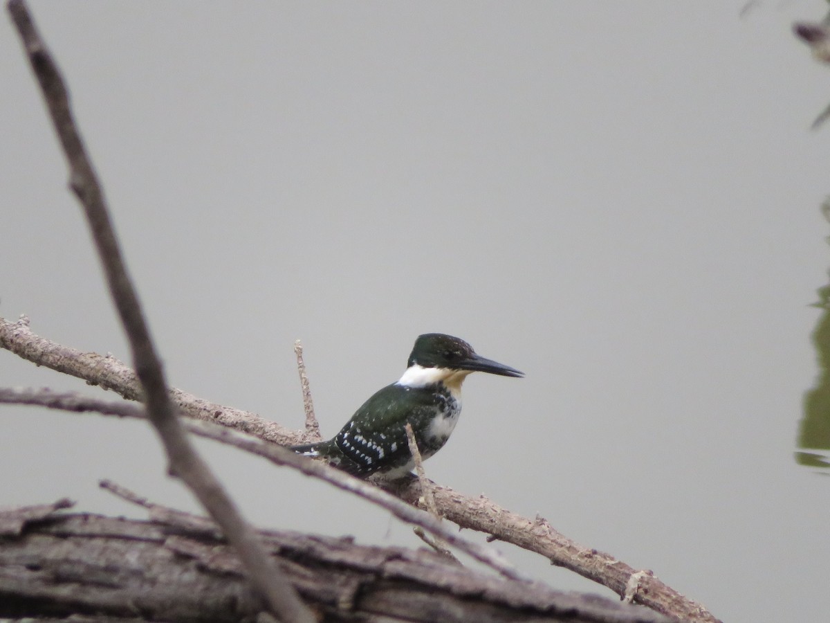 Green Kingfisher - ML611211012