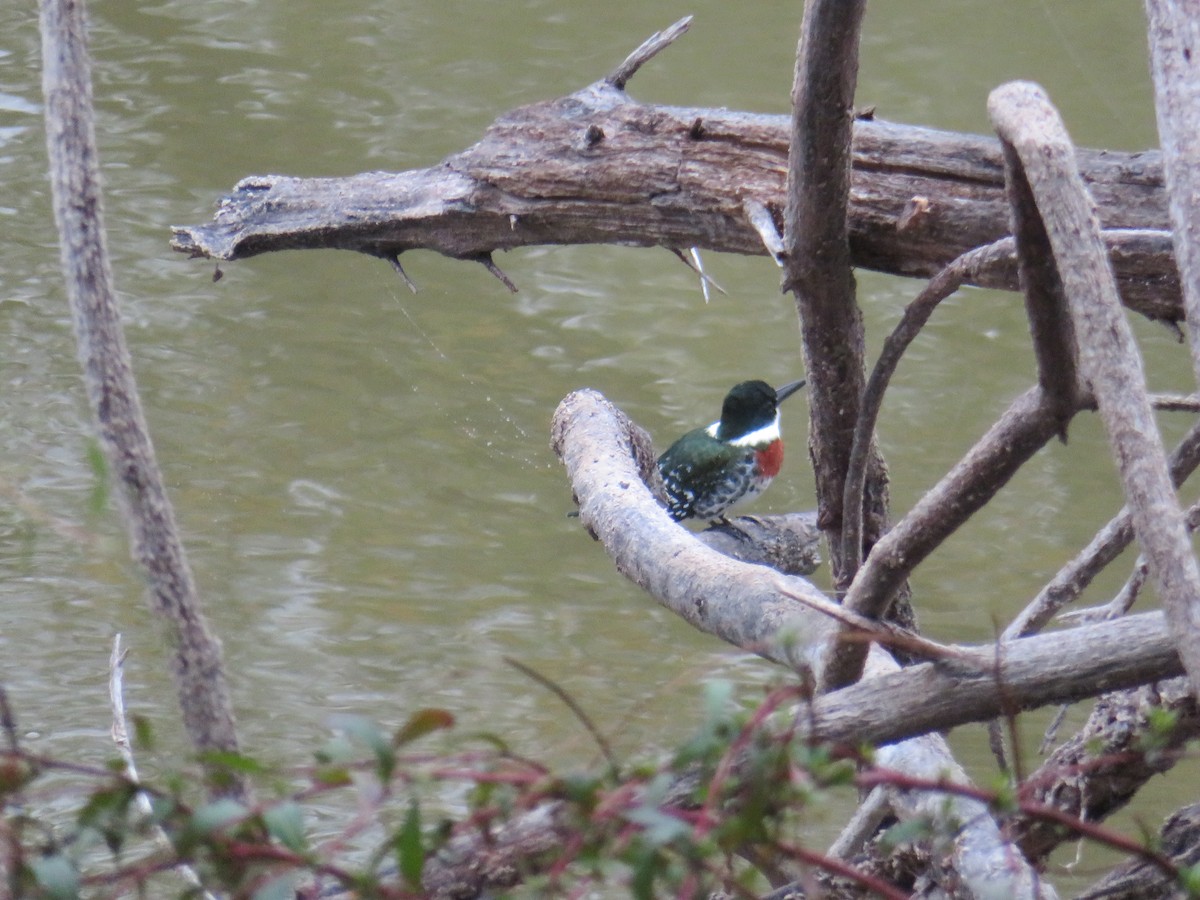 Green Kingfisher - ML611211015